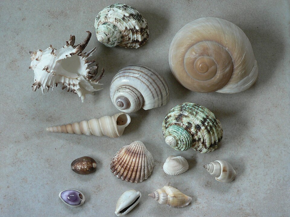 Fayl:Shells01.jpg