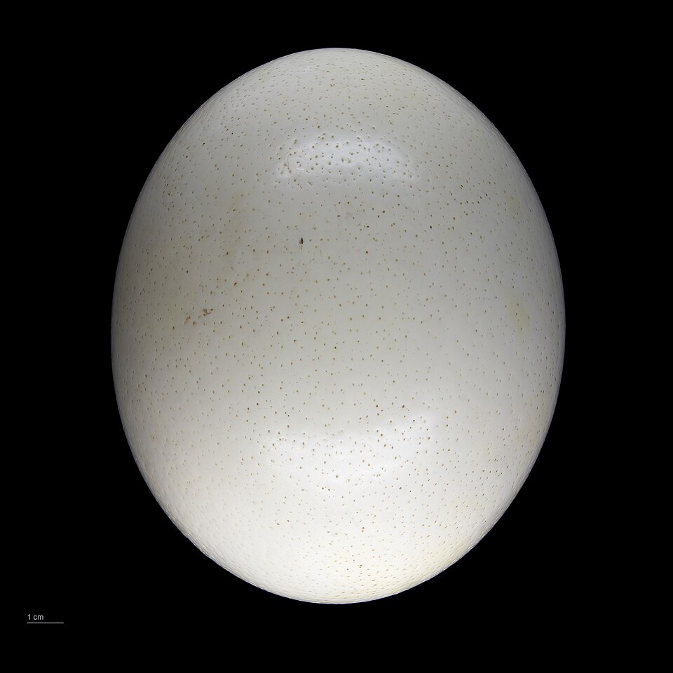 Fayl:Struthio camelus MHNT.ZOO.2010.11.1.1.jpg