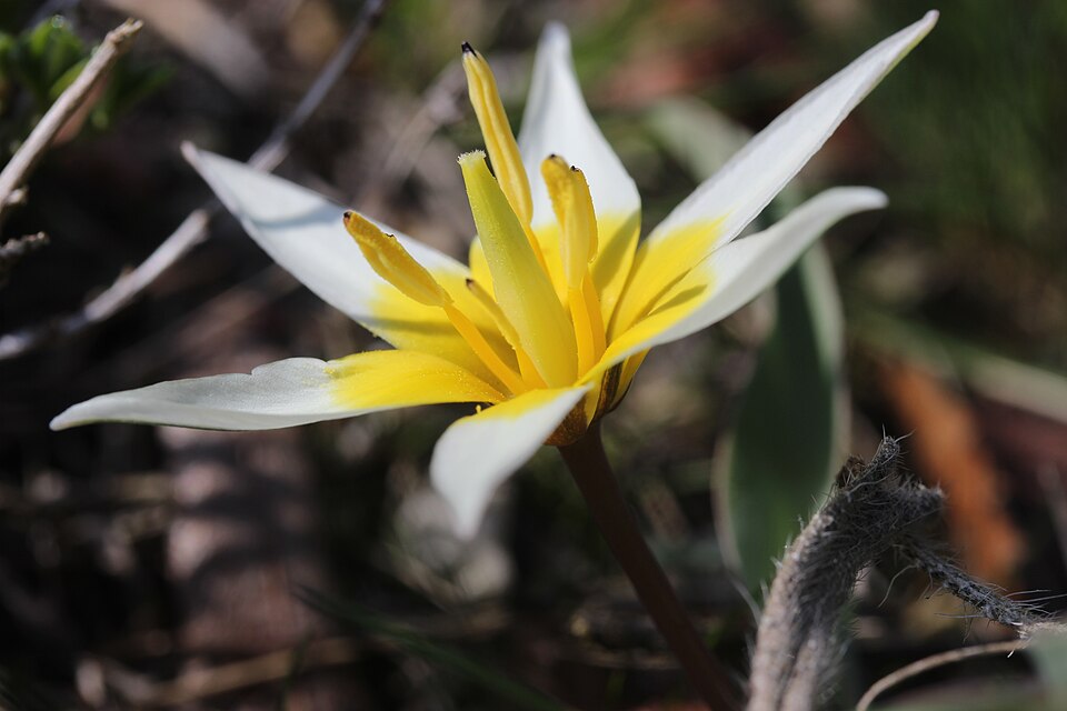 Fayl:Tulipa turkestanica (33344247723).jpg