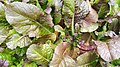 Brassica juncea