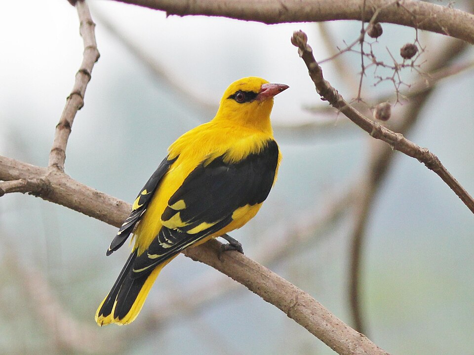 Fayl:IndianGoldenOriole M.jpg