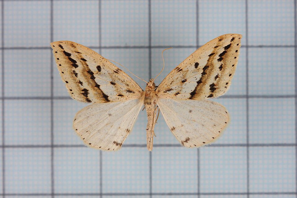 Fayl:Loxaspilates densihastigera.jpg