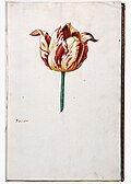 Lolalar katalogidan qo'lda bo'yalgan sahifa, 1630-yillar