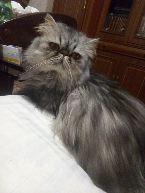 Fayl:Кот Степан.jpg