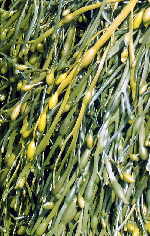 Fayl:Ascophyllum nodosum.jpg