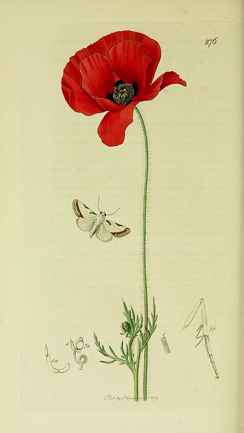 Fayl:Britishentomologyvolume5Plate276.jpg