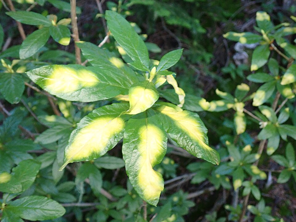 Fayl:Exobasidium burtii 96597749.jpg