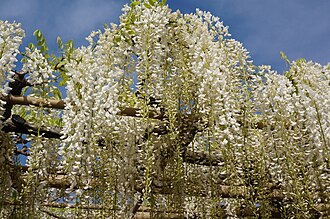 Ashikaga gul bogʻidagi oq visteriya