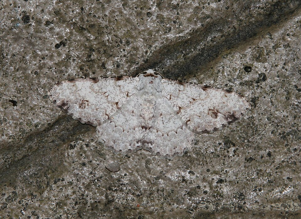 Fayl:Lassaba acribomena (Geometridae Ennominae Boarmiini).jpg