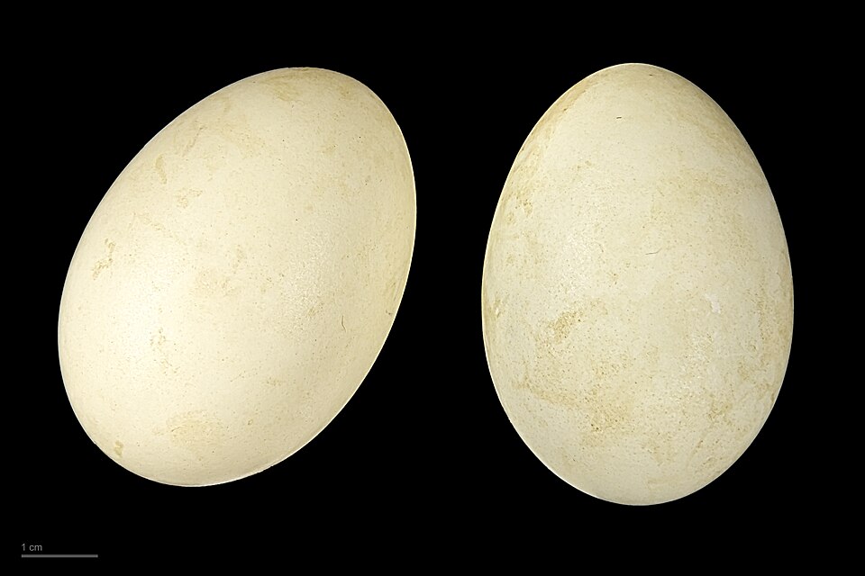 Fayl:Mareca strepera MHNT.ZOO.2010.11.18.4.jpg
