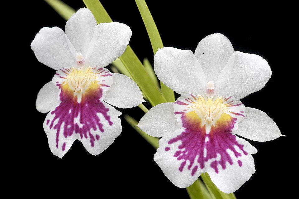Fayl:Miltoniopsis phalaenopsis 'Golden Gate'.jpg