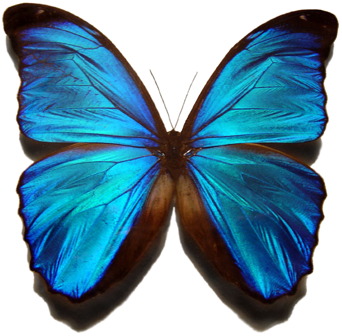 Fayl:Morpho menelaus.png