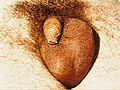 02:33, 2005-yil 21-yanvar dagi versiya uchun tasvir