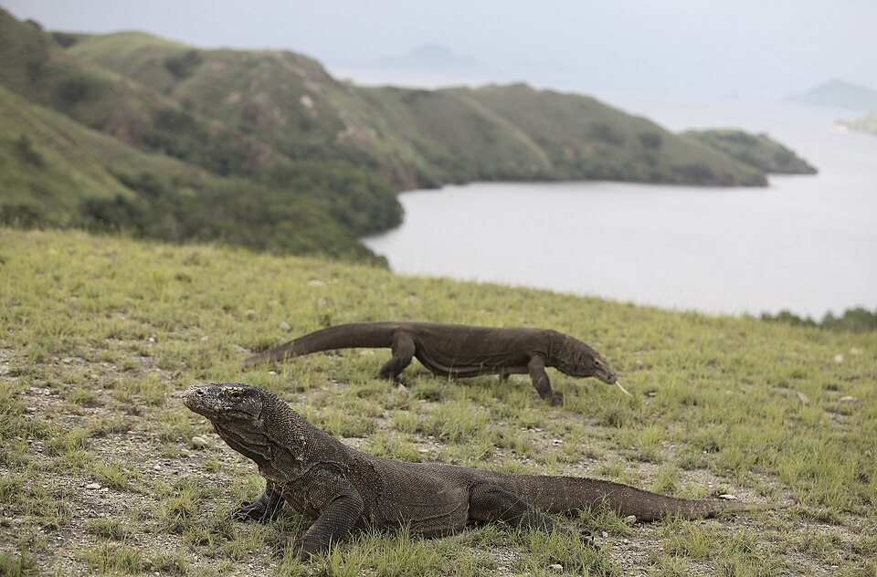 Fayl:Yuli Seperi Komodo TNKomodo-1.jpg