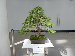 Kanada archasi