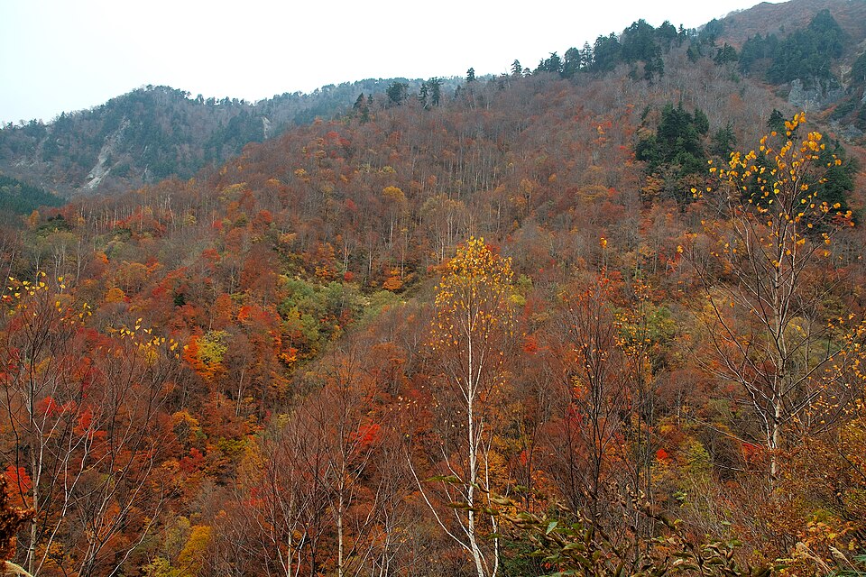 Fayl:Akiyamago 2005 005.jpg