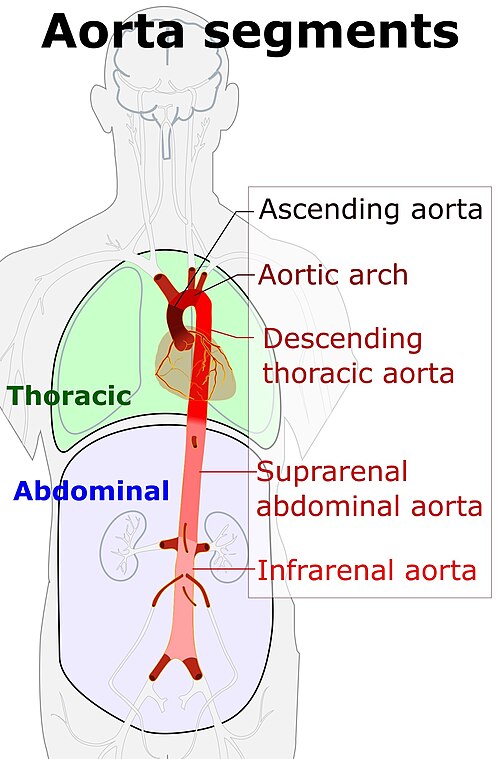 Fayl:Aorta segments.jpg
