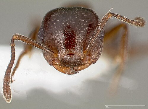 Crematogaster marioni
