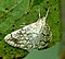 Evergestinae