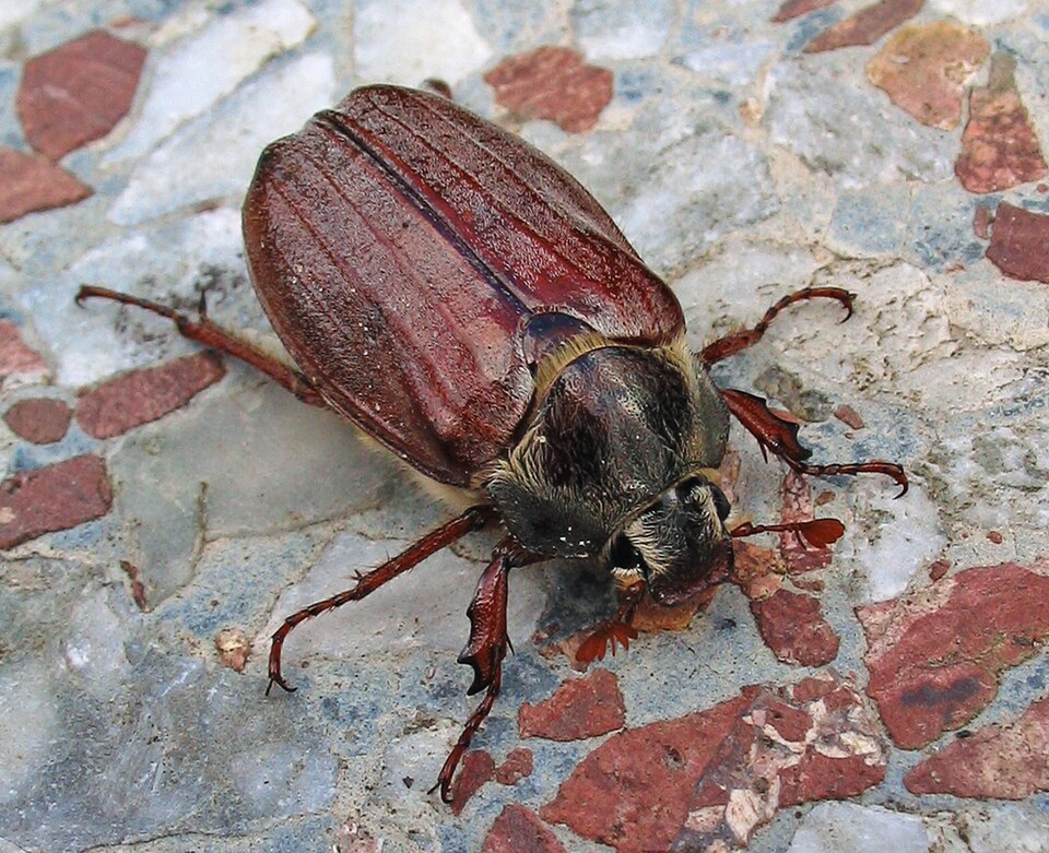 Fayl:Feldmaikäfer (Melolontha melolontha) w 1.jpg