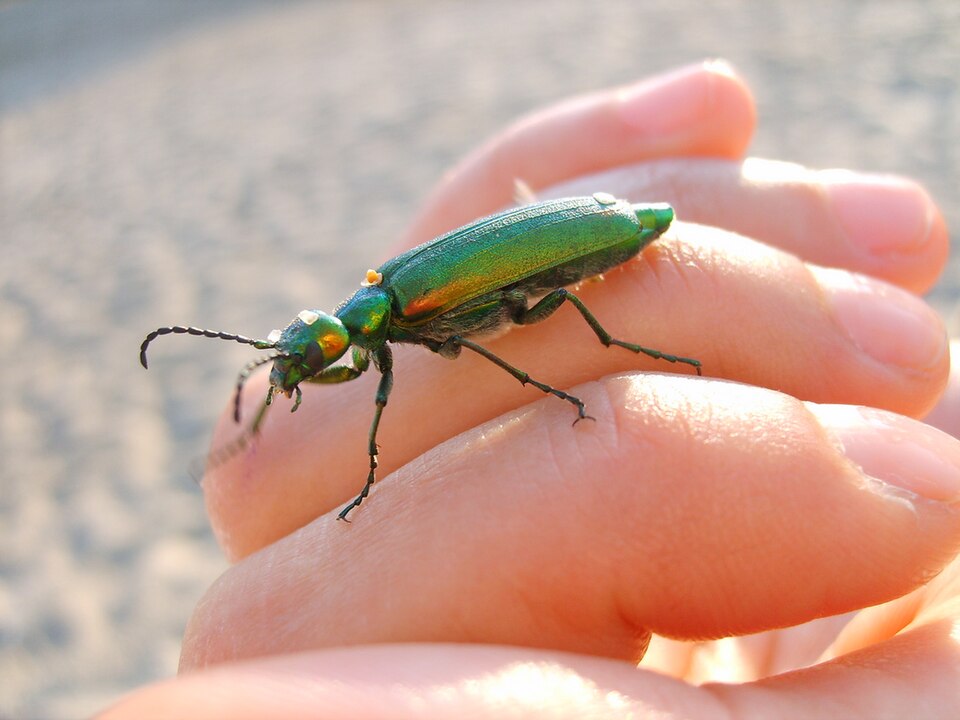 Fayl:Green insect on hand.jpg