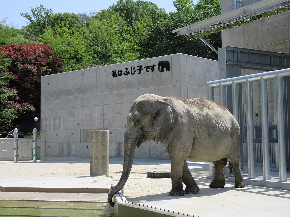 Fayl:Higashi-Park-Elephant-2.jpg