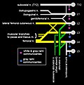 Bel chigalining diagrammatik tasviri.