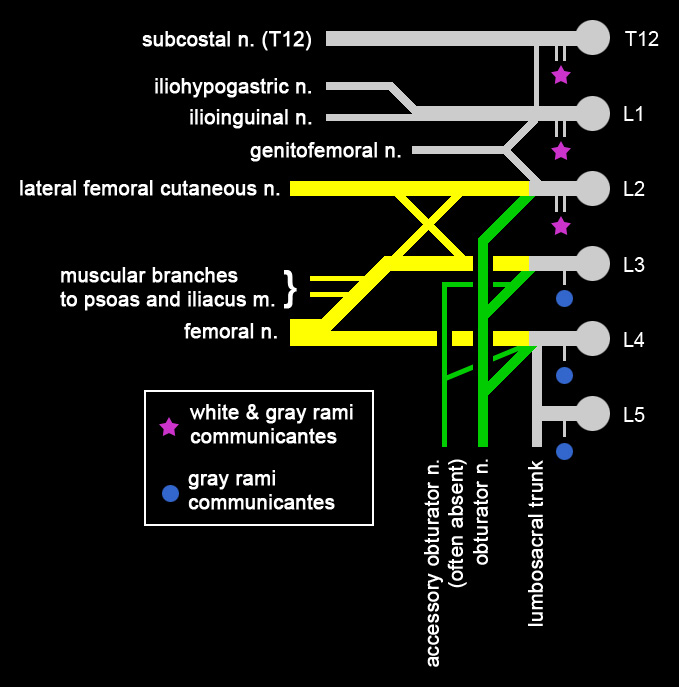 Fayl:Lumbar Plexus, Schema.jpg