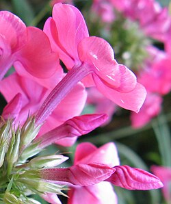 Phlox (Phlox paniculata), buzuq aestivatsiya