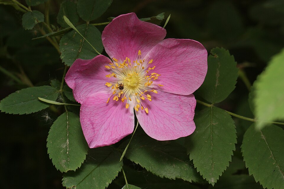 Fayl:Rosa acicularis 8448.JPG