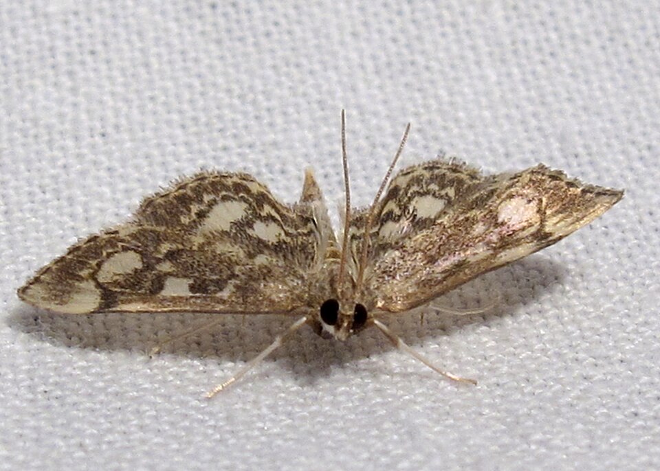 Fayl:Anania tertialis 1.jpg