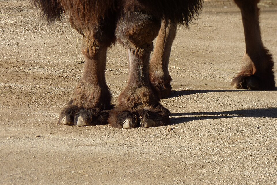 Fayl:Bactrian camel (Camelus bactrianus).JPG