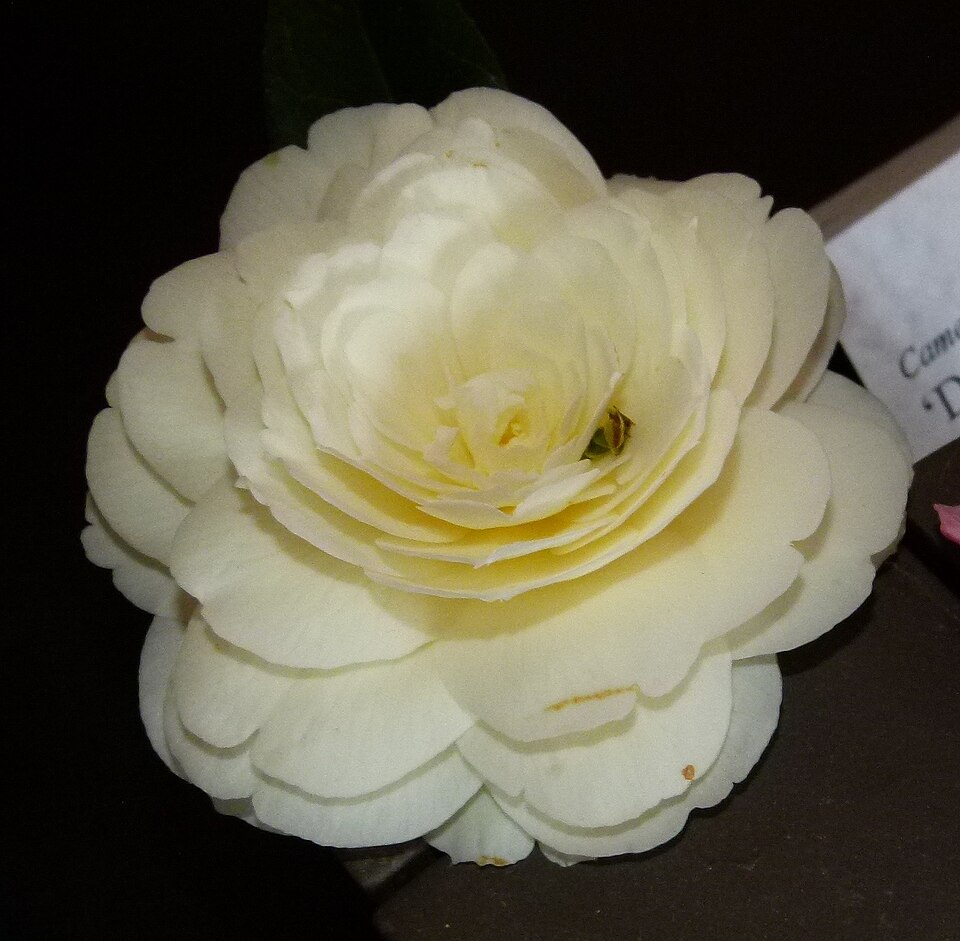 Fayl:Camellia 'Dahlohnega'.jpg