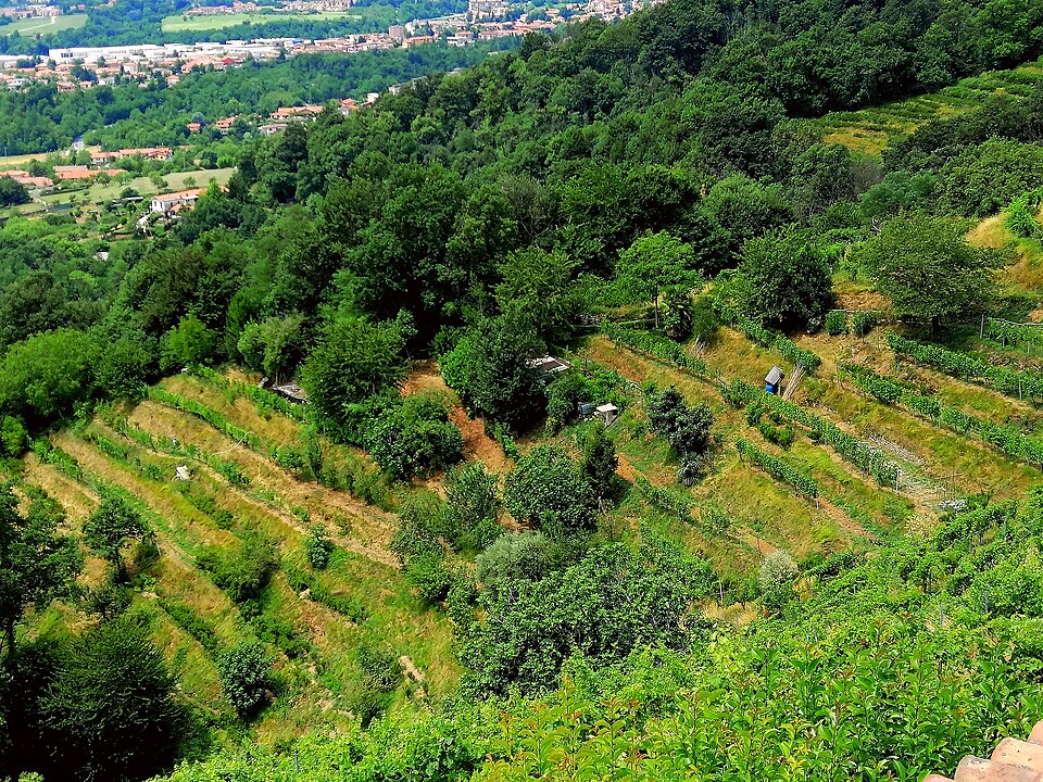 Fayl:Collina di Montevecchia fianco .jpg