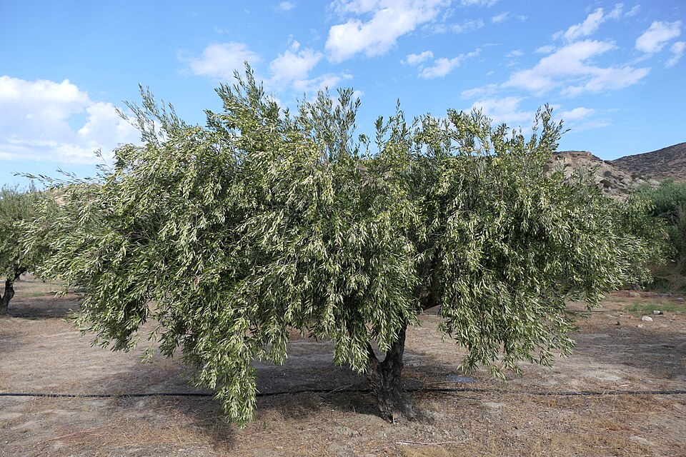 Fayl:Koroneiki-Olive-Tree-Sitia-Lasithi-Crete-Greece.jpg