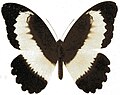 Papilio mechowianus