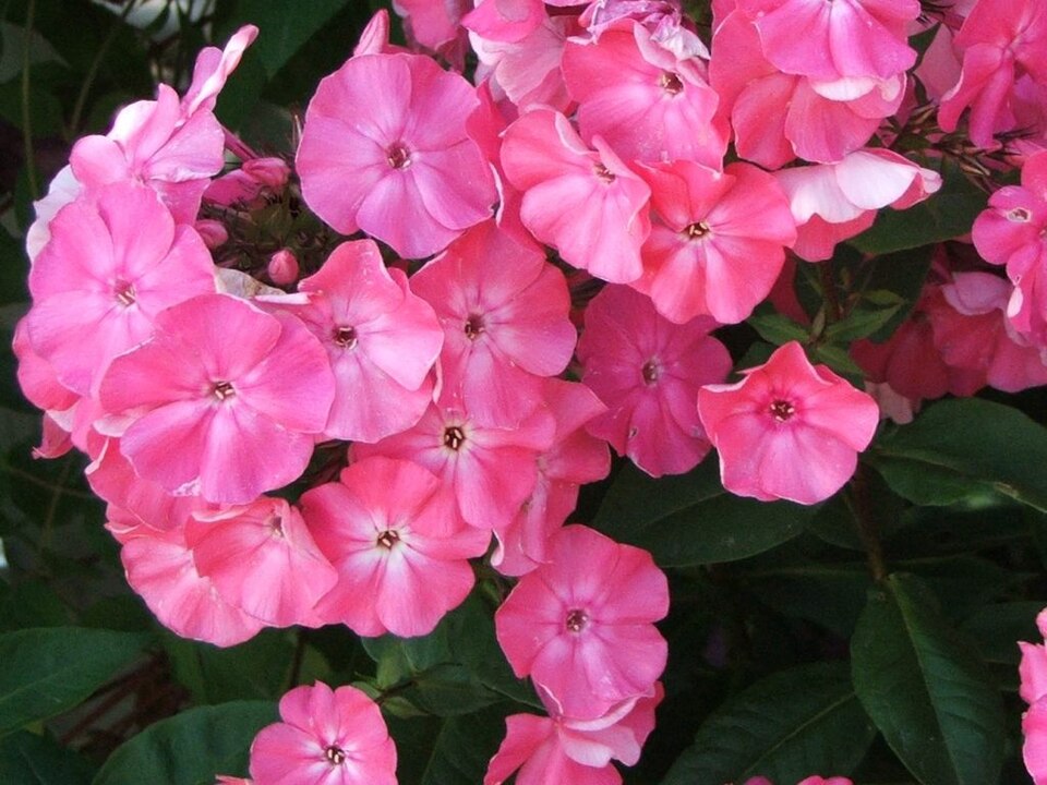 Fayl:Phlox paniculata.jpg