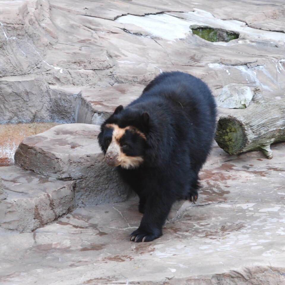 Fayl:Spectacled Bear Tennoji 2.jpg