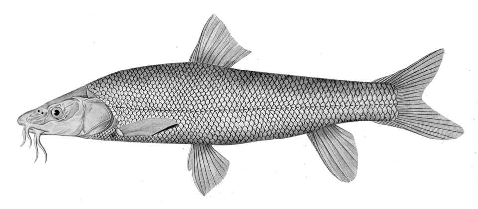 Fayl:Barbus capito conocephalus.jpg