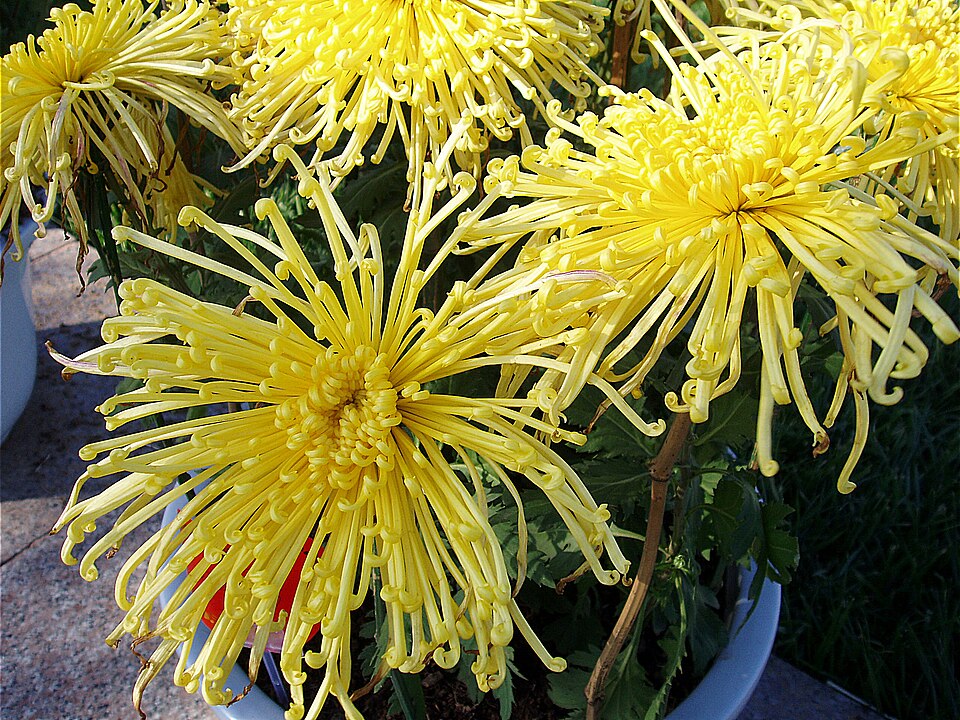 Fayl:ChrysanthemumMorifolium4.jpg
