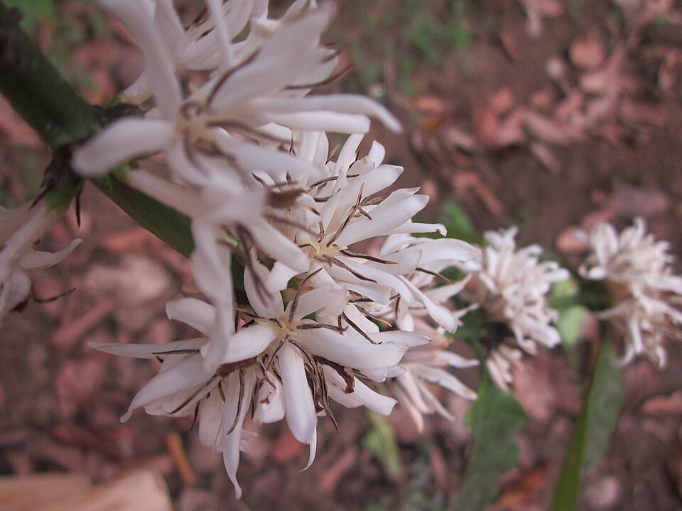 Fayl:Coffe flower.jpg