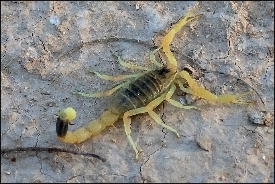 Fayl:Deathstalker (Leiurus quinquestriatus) 1.jpg