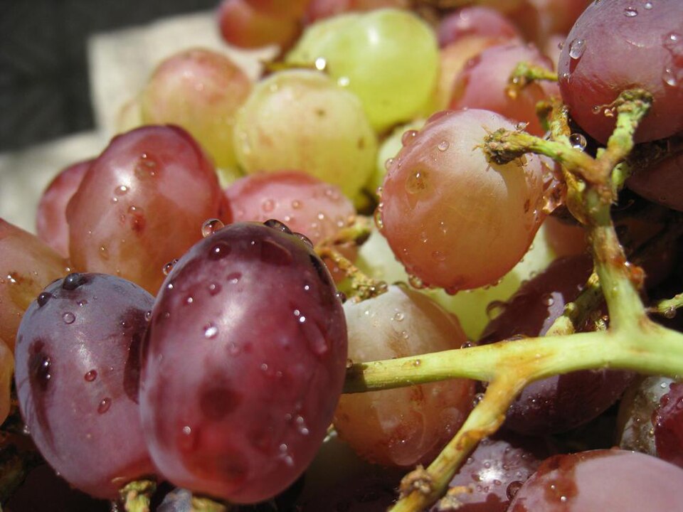 Fayl:Grapes Angoor.JPG