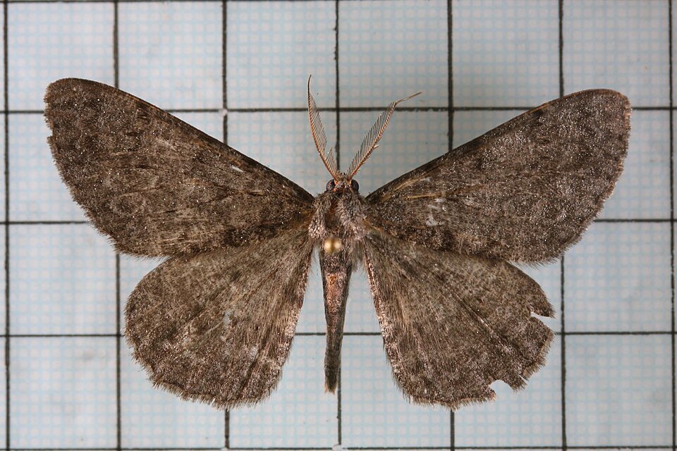 Fayl:Hypomecis monotona.jpg