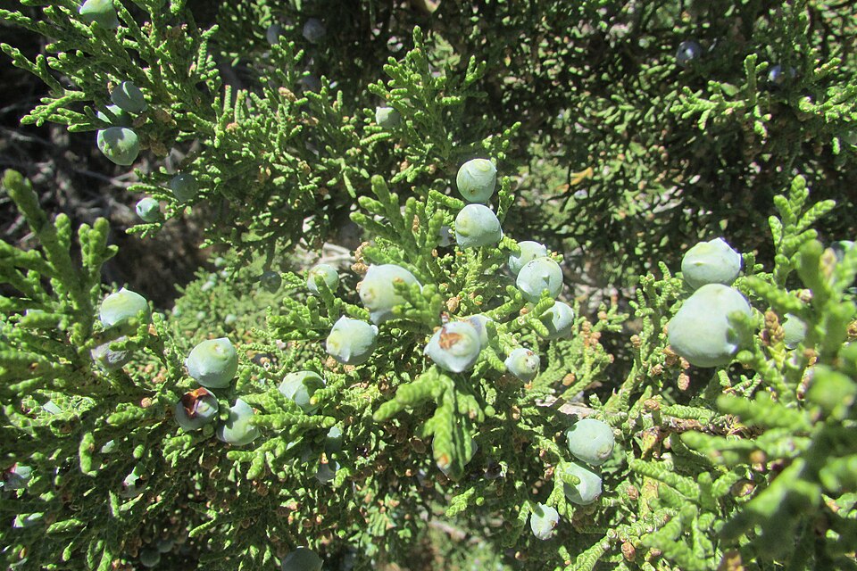 Fayl:Juniper berries 1776.jpg