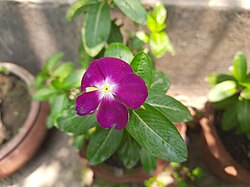 Binafsha rangli Catharanthus roseus
