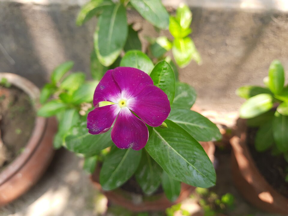 Fayl:Madagascar periwinkle bdl.jpg