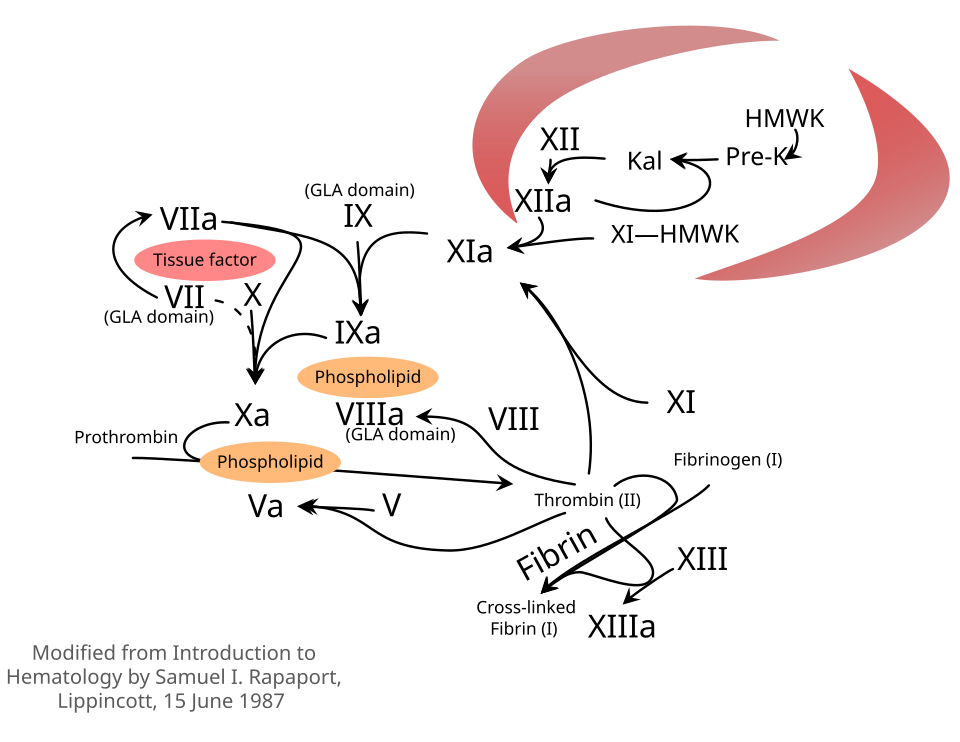 Fayl:Rapaport Coagulation Cascade.svg