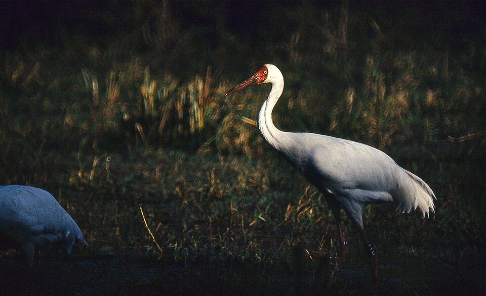 Fayl:Siberian Cranes (Grus leucogeranus) (20245060709).jpg