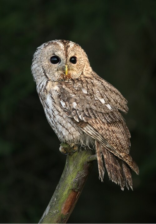 Fayl:Strix aluco 3 (Martin Mecnarowski).jpg
